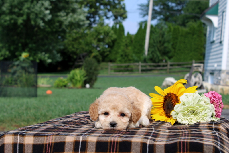 puppy, for, sale, Mini Goldendoodle F1, Matthew B. Stoltzfus, dog, breeder, Gap, PA, dog-breeder, puppy-for-sale, forsale, nearby, find, puppyfind, locator, puppylocator, aca